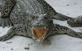 Crocodile Breeding